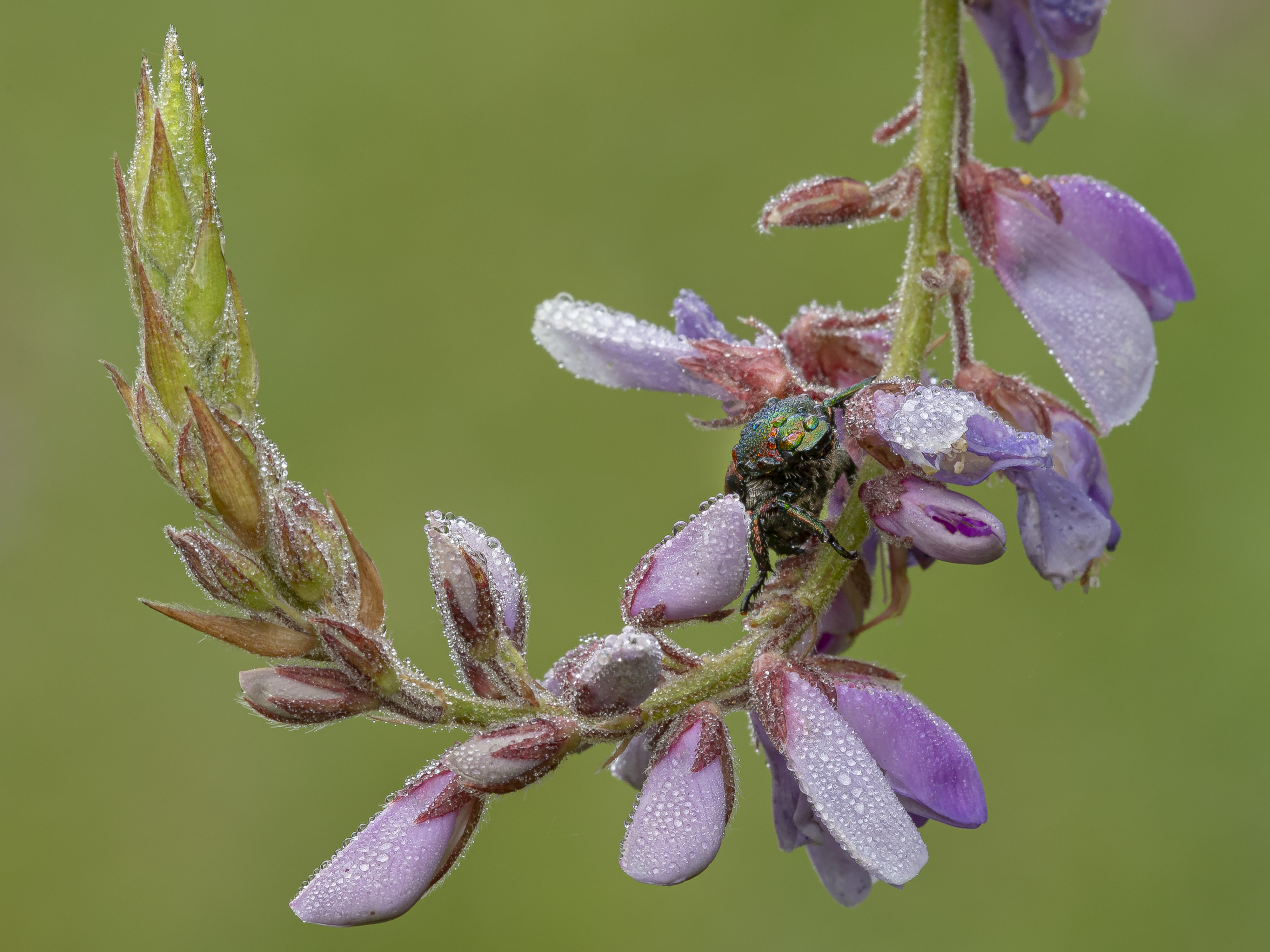 Close up of a Japanese beetle on purple flowers in the dew